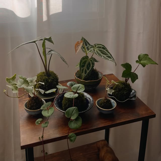 SIO Studio’s collection of moss-wrapped plants in warm window light